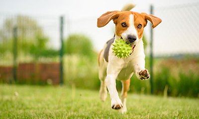 Hund som hoppar med en boll i munnen